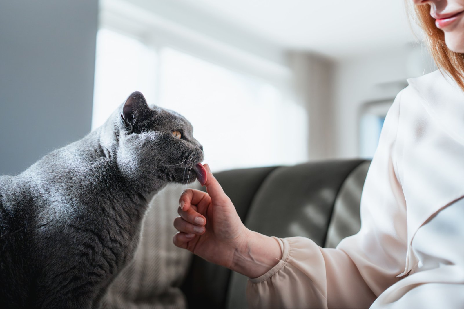 Check-up veterinário: por que é importante para cães e gatos?